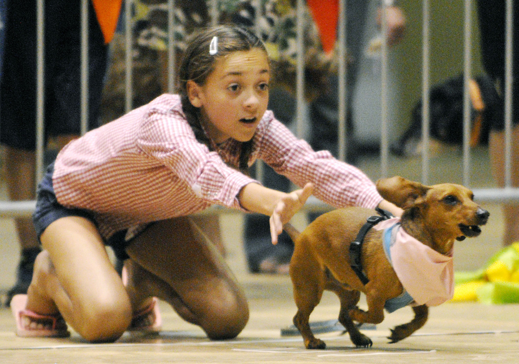 Dog race